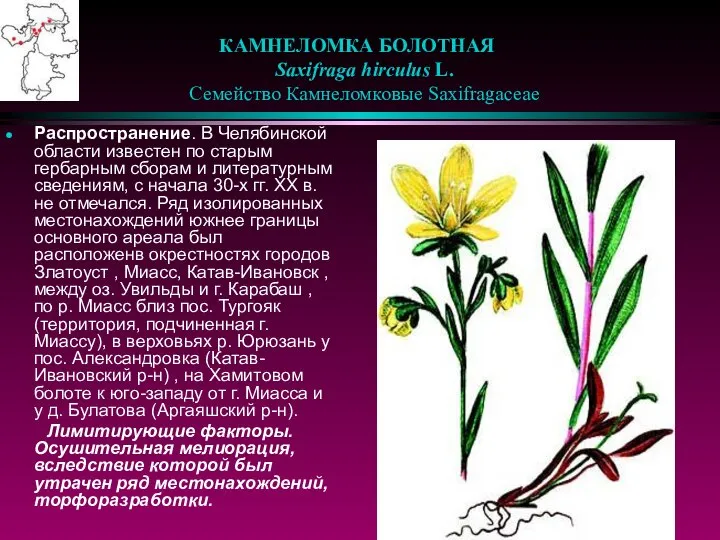 КАМНЕЛОМКА БОЛОТНАЯ Saxifraga hirculus L. Семейство Камнеломковые Saxifragaceae Распространение. В Челябинской