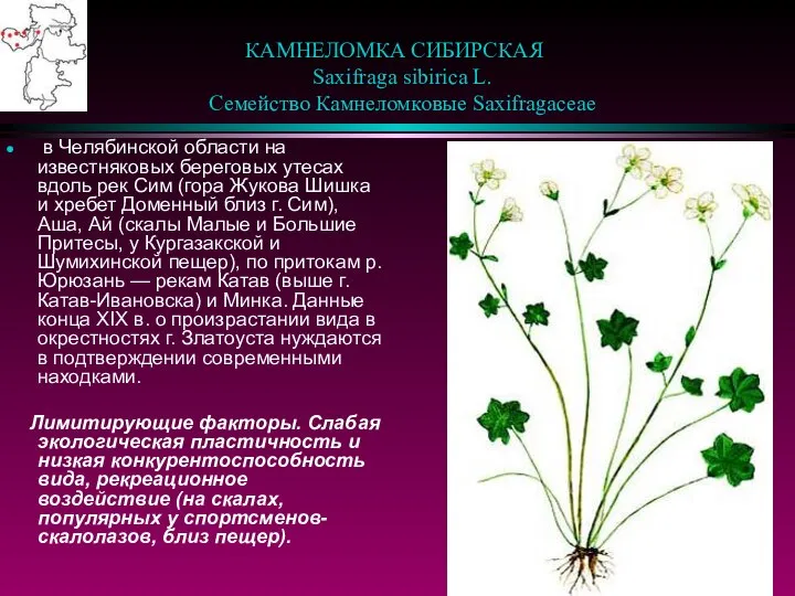 КАМНЕЛОМКА СИБИРСКАЯ Saxifraga sibirica L. Семейство Камнеломковые Saxifragaceae в Челябинской области