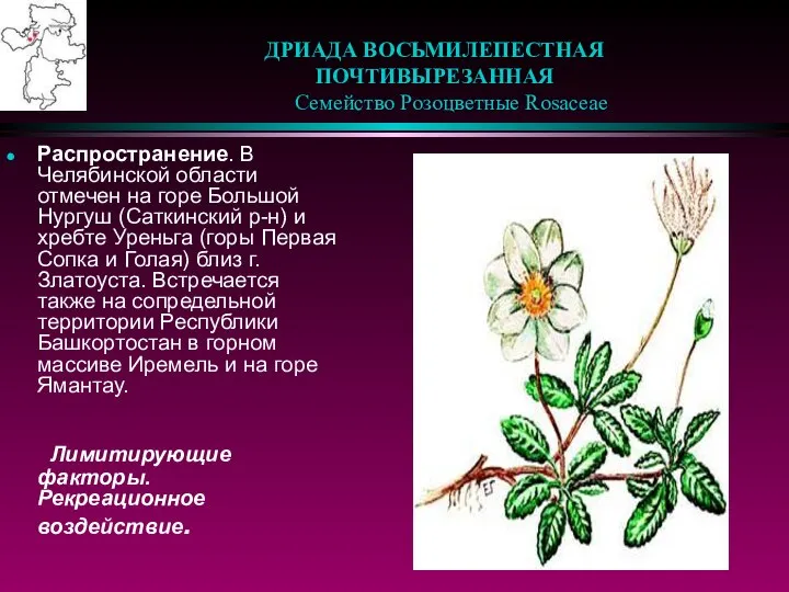 ДРИАДА ВОСЬМИЛЕПЕСТНАЯ ПОЧТИВЫРЕЗАННАЯ Семейство Розоцветные Rosaceae Распространение. В Челябинской области отмечен