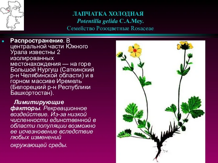 ЛАПЧАТКА ХОЛОДНАЯ Potentilla gelida C.A.Mey. Семейство Розоцветные Rosaceae Распространение. В центральной