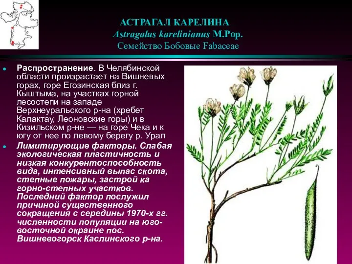 АСТРАГАЛ КАРЕЛИНА Astragalus karelinianus M.Pop. Семейство Бобовые Fabaceae Распространение. В Челябинской