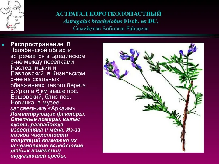 АСТРАГАЛ КОРОТКОЛОПАСТНЫЙ Astragalus brachylobus Fisch. ex DC. Семейство Бобовые Fabaceae Распространение.