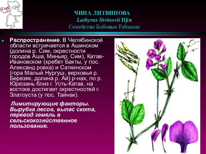 ЧИНА ЛИТВИНОВА Lathyrus litvinovii Iljin Семейство Бобовые Fabaceae Распространение. В Челябинской