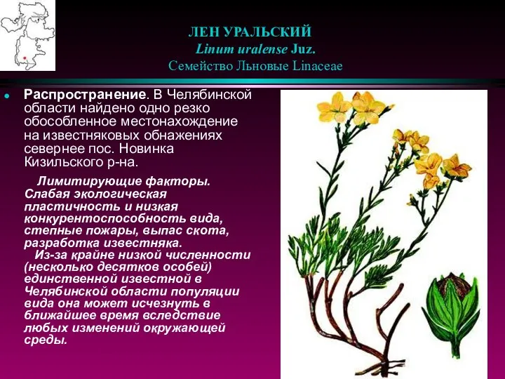 ЛЕН УРАЛЬСКИЙ Linum uralense Juz. Семейство Льновые Linaceae Распространение. В Челябинской