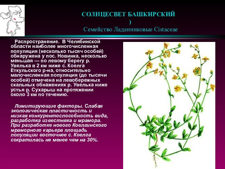 СОЛНЦЕСВЕТ БАШКИРСКИЙ ) Семейство Ладанниковые Cistaceae Распространение. В Челябинской области наиболее