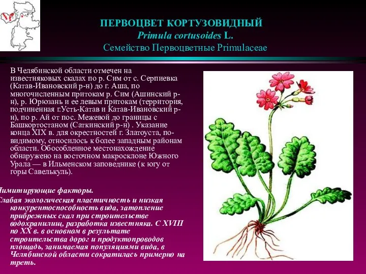 ПЕРВОЦВЕТ КОРТУЗОВИДНЫЙ Primula cortusoides L. Семейство Первоцветные Primulaceae В Челябинской области