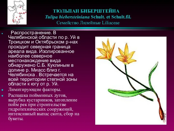 ТЮЛЬПАН БИБЕРШТЕЙНА Tulipa biebersteiniana Schult. et Schult.fil. Семейство Лилейные Liliaceae Распространение.