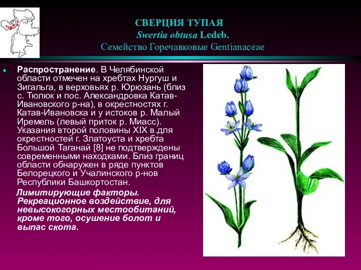 СВЕРЦИЯ ТУПАЯ Swertia obtusa Ledeb. Семейство Горечавковые Gentianaceae Распространение. В Челябинской