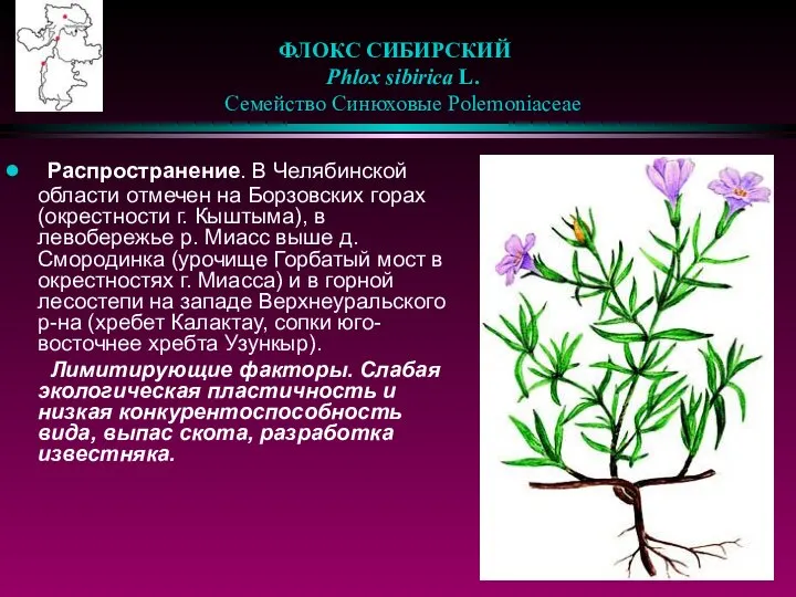 ФЛОКС СИБИРСКИЙ Phlox sibirica L. Семейство Синюховые Polemoniaceae Распространение. В Челябинской