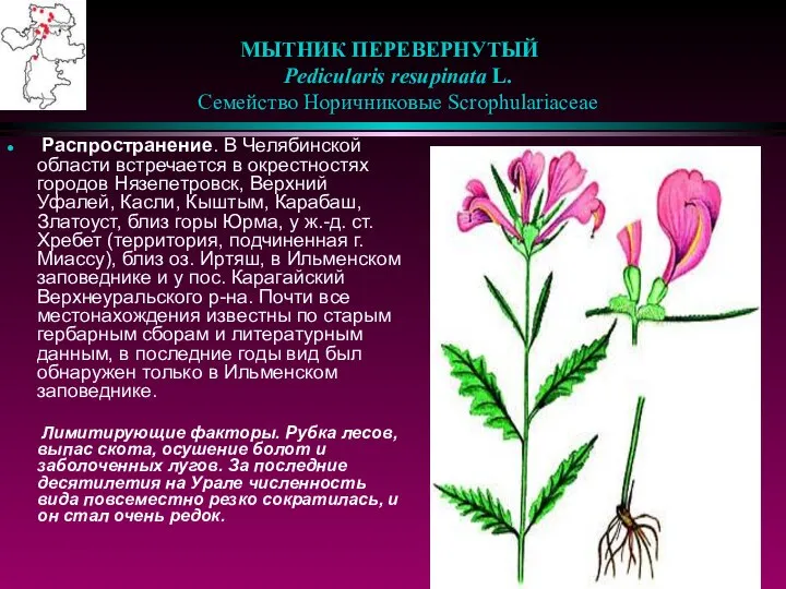 МЫТНИК ПЕРЕВЕРНУТЫЙ Pedicularis resupinata L. Семейство Норичниковые Scrophulariaceae Распространение. В Челябинской