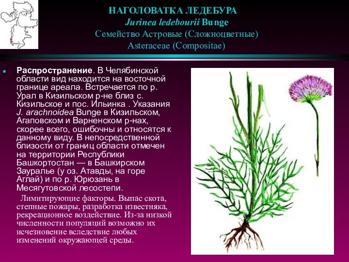 НАГОЛОВАТКА ЛЕДЕБУРА Jurinea ledebourii Bunge Семейство Астровые (Сложноцветные) Asteraceae (Compositae) Распространение.