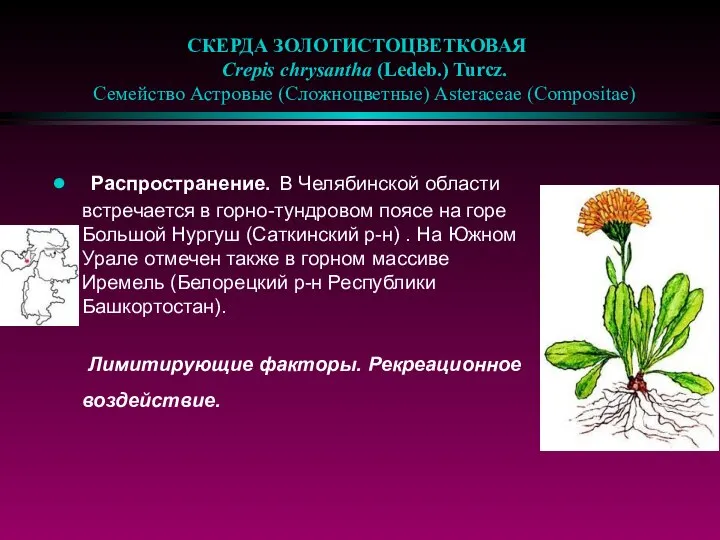 СКЕРДА ЗОЛОТИСТОЦВЕТКОВАЯ Crepis chrysantha (Ledeb.) Turcz. Семейство Астровые (Сложноцветные) Asteraceae (Compositae)