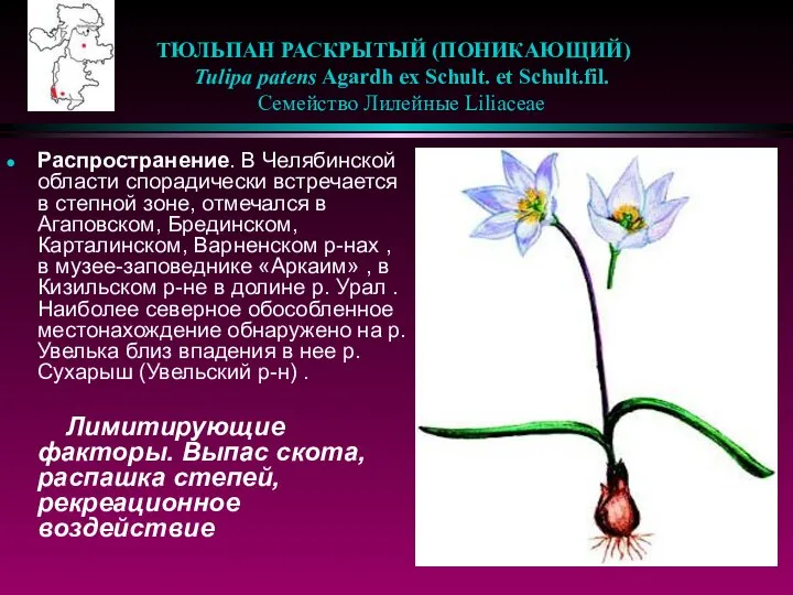 ТЮЛЬПАН РАСКРЫТЫЙ (ПОНИКАЮЩИЙ) Tulipa patens Agardh ex Schult. et Schult.fil. Семейство