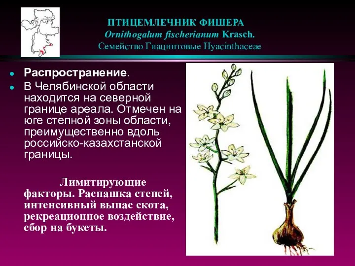 ПТИЦЕМЛЕЧНИК ФИШЕРА Ornithogalum fischerianum Krasch. Семейство Гиацинтовые Hyacinthaceae Распространение. В Челябинской