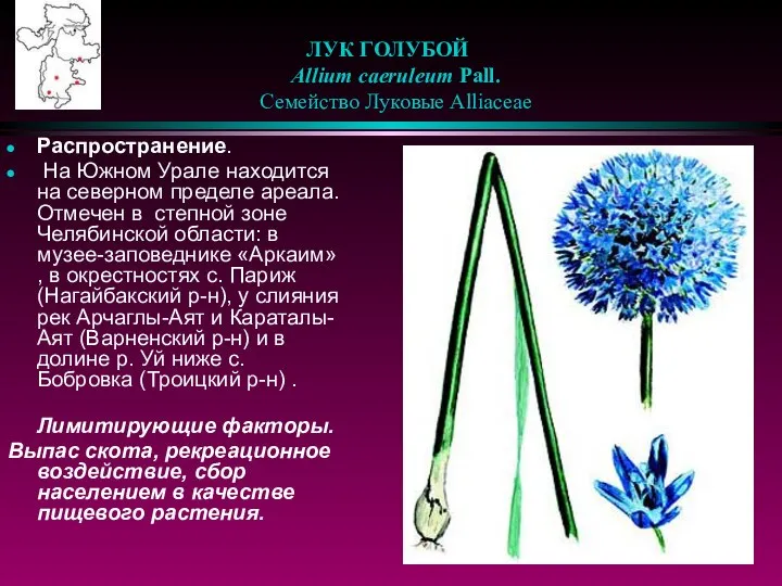 ЛУК ГОЛУБОЙ Allium caeruleum Pall. Семейство Луковые Alliaceae Распространение. На Южном