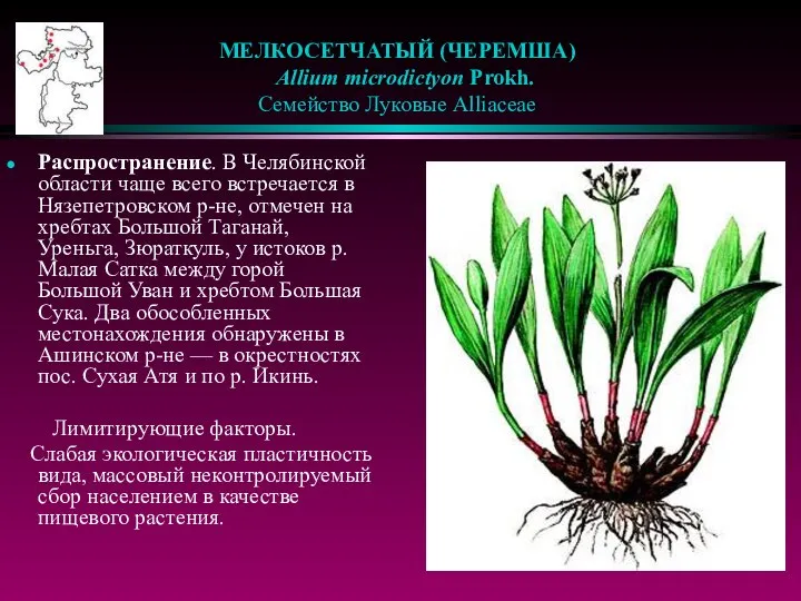 МЕЛКОСЕТЧАТЫЙ (ЧЕРЕМША) Allium microdictyon Prokh. Семейство Луковые Alliaceae Распространение. В Челябинской