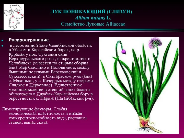 ЛУК ПОНИКАЮЩИЙ (СЛИЗУН) Allium nutans L. Семейство Луковые Alliaceae Распространение. в