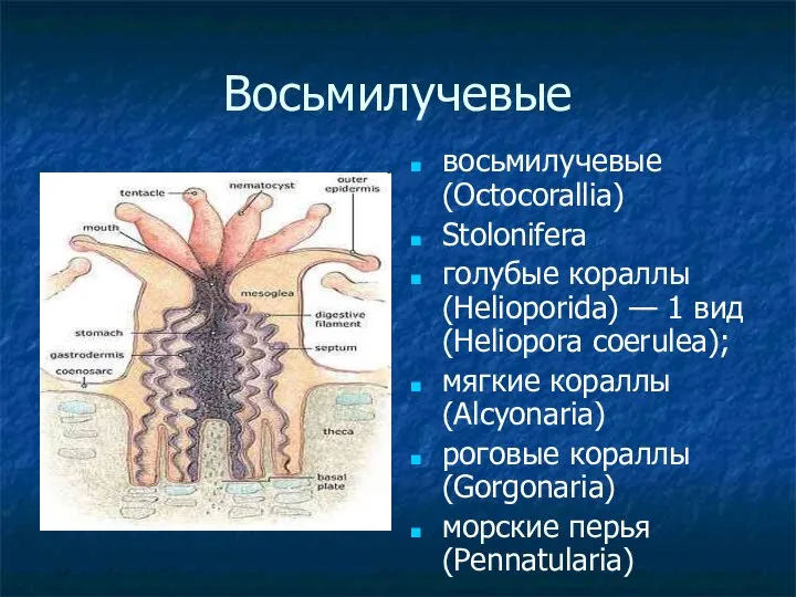 Восьмилучевые восьмилучевые (Octocorallia) Stolonifera голубые кораллы (Helioporida) — 1 вид (Heliopora