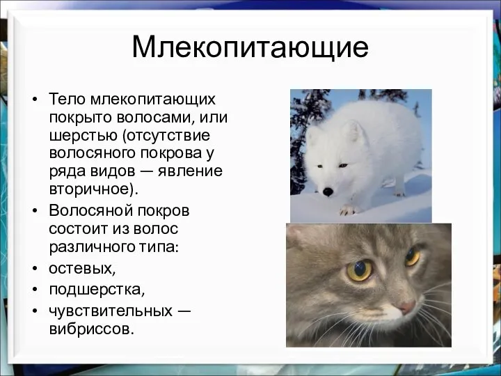 Млекопитающие Тело млекопитающих покрыто волосами, или шерстью (отсутствие волосяного покрова у