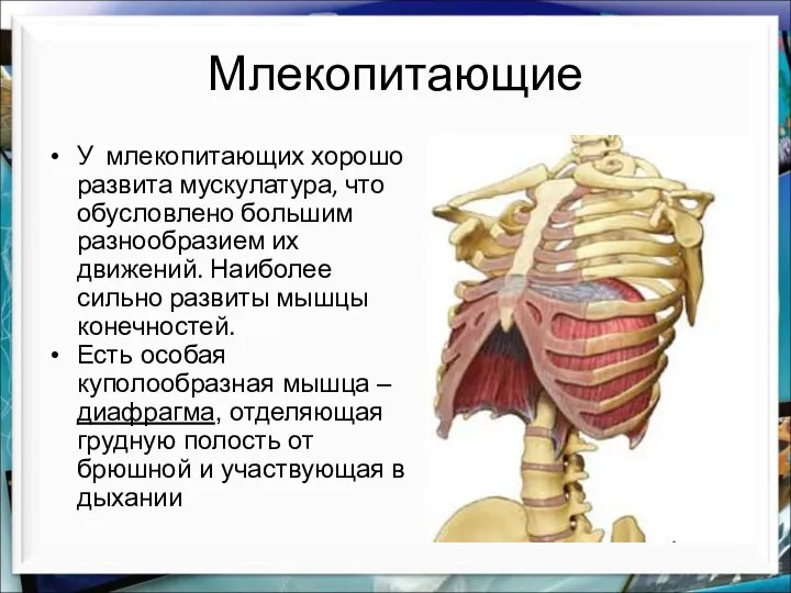 Млекопитающие У млекопитающих хорошо развита мускулатура, что обусловлено большим разнообразием их