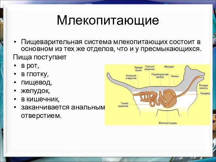 Млекопитающие Пищеварительная система млекопитающих состоит в основном из тех же отделов,