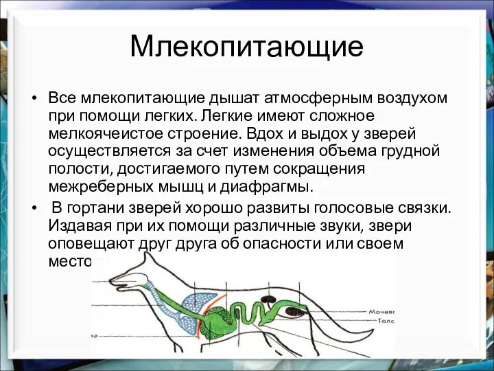 Млекопитающие Все млекопитающие дышат атмосферным воздухом при помощи легких. Легкие имеют