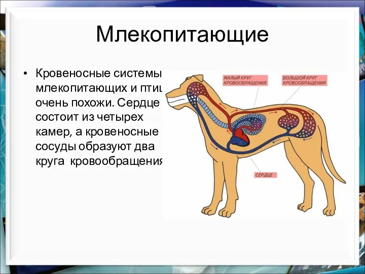 Млекопитающие Кровеносные системы млекопитающих и птиц очень похожи. Сердце состоит из