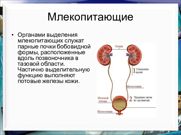 Млекопитающие Органами выделения млекопитающих служат парные почки бобовидной формы, расположенные вдоль