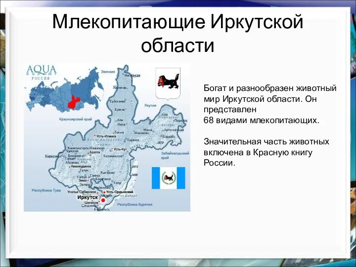 Млекопитающие Иркутской области Богат и разнообразен животный мир Иркутской области. Он