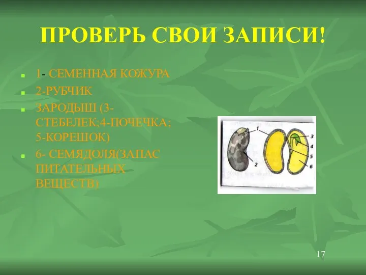 ПРОВЕРЬ СВОИ ЗАПИСИ! 1- СЕМЕННАЯ КОЖУРА 2-РУБЧИК ЗАРОДЫШ (3-СТЕБЕЛЕК;4-ПОЧЕЧКА; 5-КОРЕШОК) 6- СЕМЯДОЛЯ(ЗАПАС ПИТАТЕЛЬНЫХ ВЕЩЕСТВ) 17