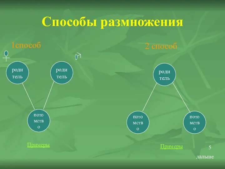 Способы размножения 1способ 2 способ родитель родитель потомство родитель потомство потомство Примеры Примеры дальше 5