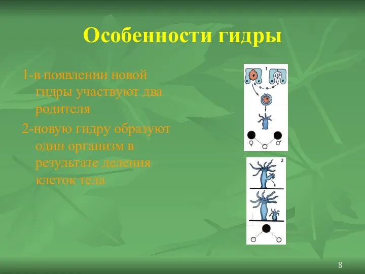 Особенности гидры 1-в появлении новой гидры участвуют два родителя 2-новую гидру