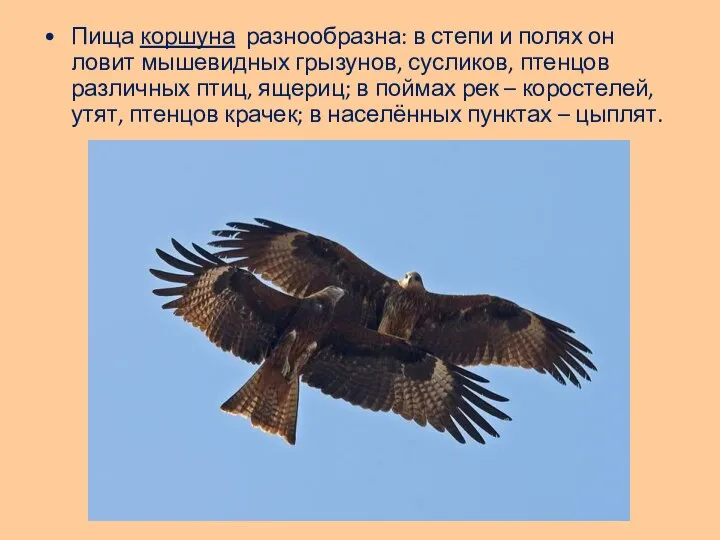 Пища коршуна разнообразна: в степи и полях он ловит мышевидных грызунов,