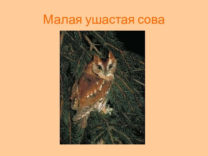 Малая ушастая сова