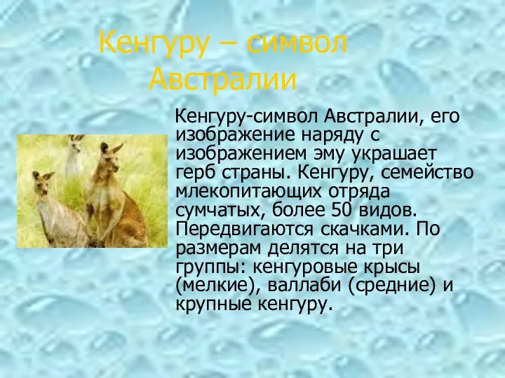 Кенгуру-символ Австралии, его изображение наряду с изображением эму украшает герб страны.