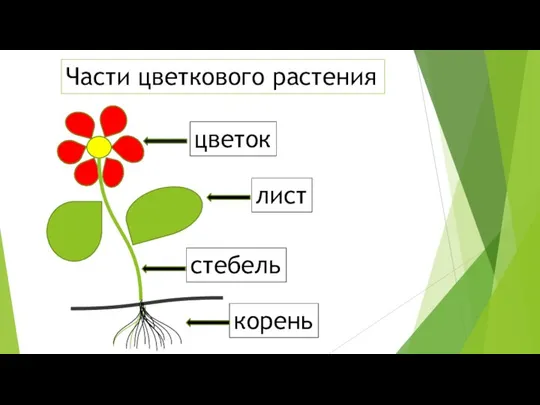 корень стебель лист цветок Части цветкового растения