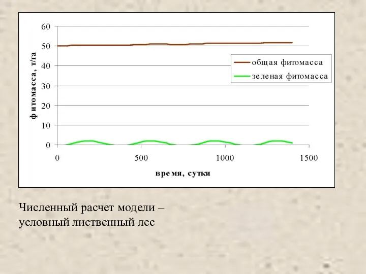 Численный расчет модели – условный лиственный лес