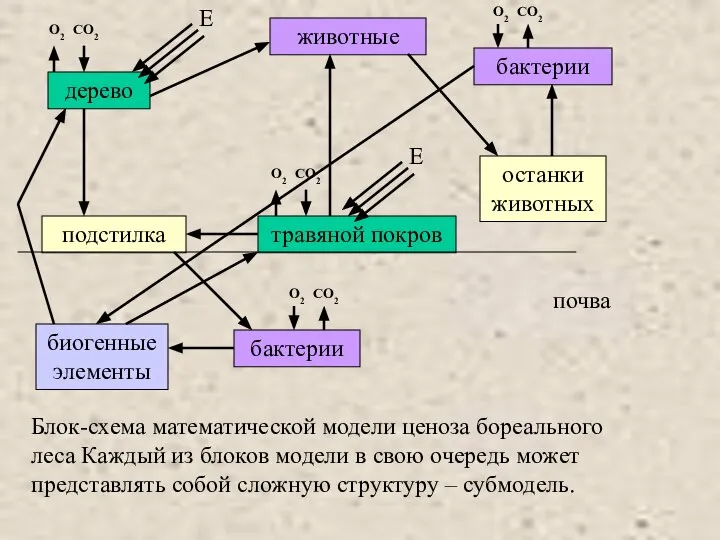 Блок-схема математической модели ценоза бореального леса Каждый из блоков модели в