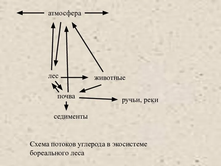 Схема потоков углерода в экосистеме бореального леса