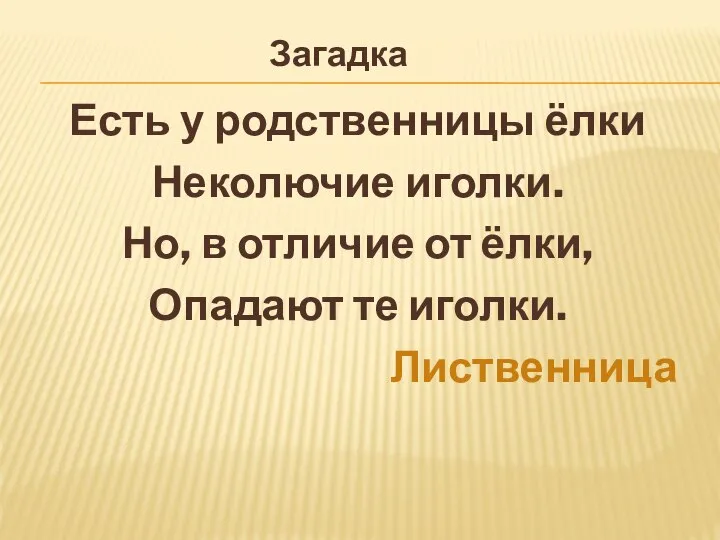 Есть у родственницы ёлки Неколючие иголки. Но, в отличие от ёлки, Опадают те иголки. Лиственница Загадка