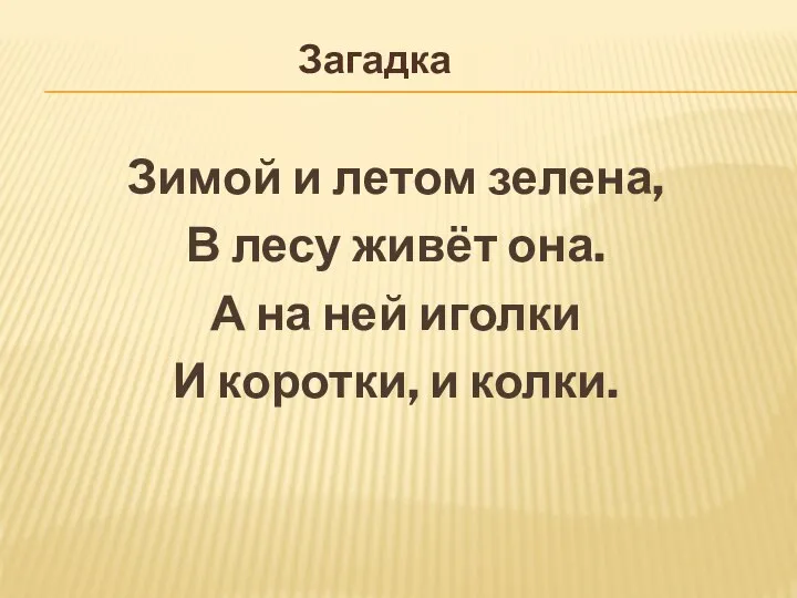 Зимой и летом зелена, В лесу живёт она. А на ней