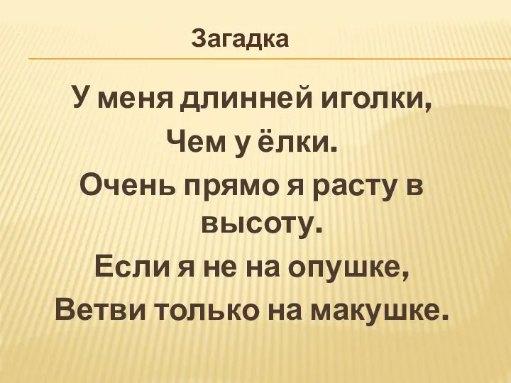 У меня длинней иголки, Чем у ёлки. Очень прямо я расту