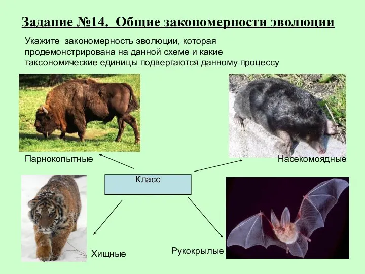 Задание №14. Общие закономерности эволюции Хищные Рукокрылые Парнокопытные Насекомоядные Класс ____________