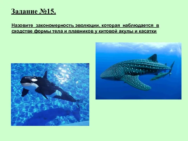 Задание №15. Назовите закономерность эволюции, которая наблюдается в сходстве формы тела