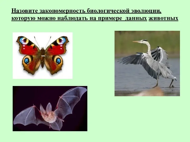 Назовите закономерность биологической эволюции, которую можно наблюдать на примере данных животных