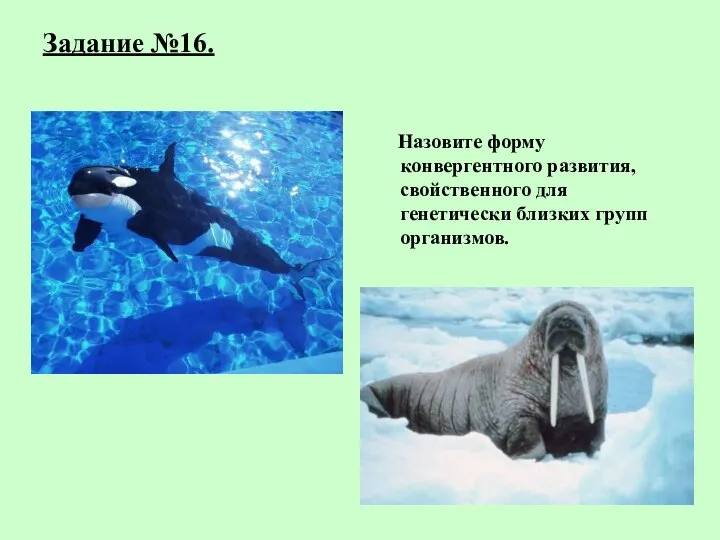 Задание №16. Назовите форму конвергентного развития, свойственного для генетически близких групп организмов.