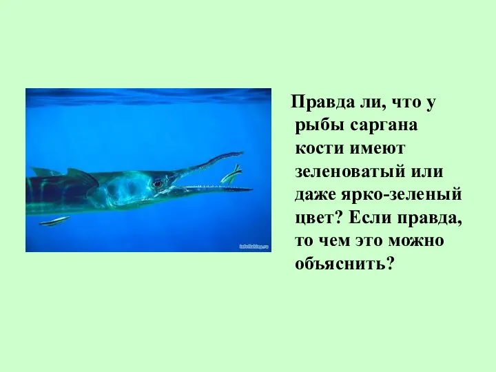 Правда ли, что у рыбы саргана кости имеют зеленоватый или даже