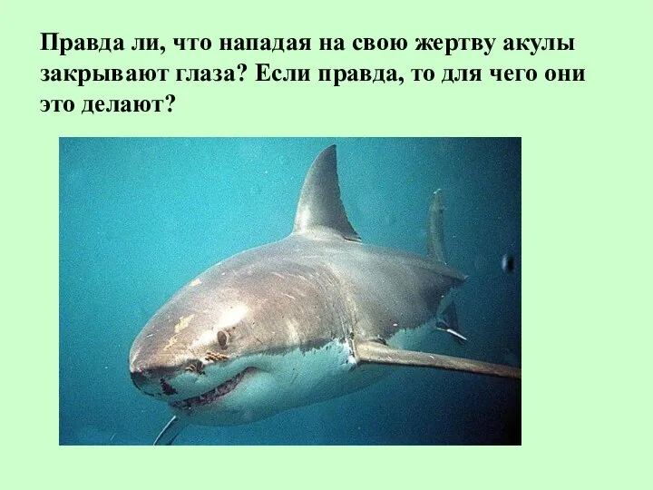Правда ли, что нападая на свою жертву акулы закрывают глаза? Если