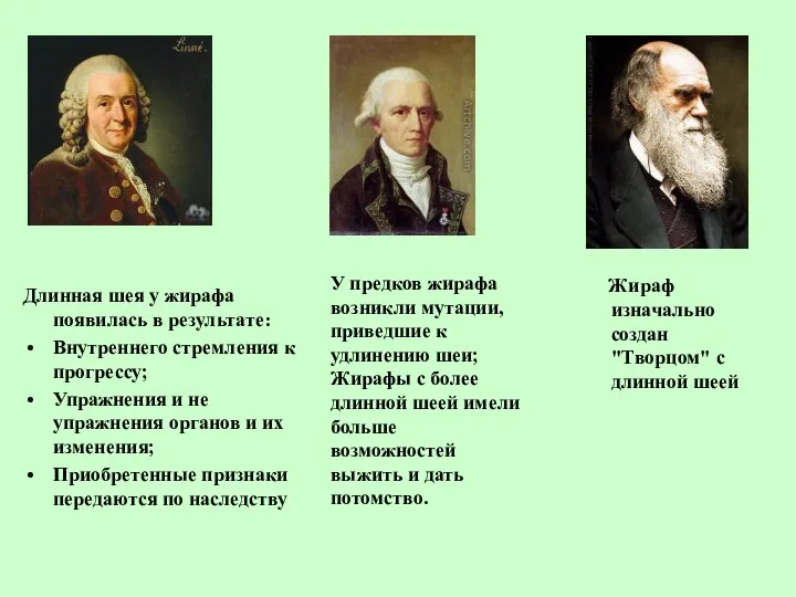 Длинная шея у жирафа появилась в результате: Внутреннего стремления к прогрессу;