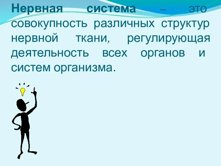 Нервная система – это совокупность различных структур нервной ткани, регулирующая деятельность всех органов и систем организма.